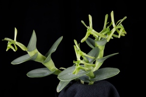 Epidendrum sympetalostele Chapulin CBR/AOS 0 pts.